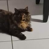 Photo de chat perdu à Aussillon