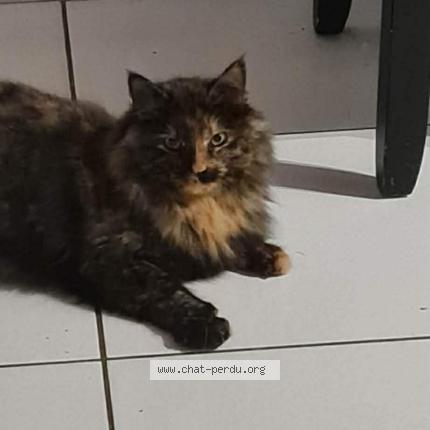 Photo 1/1 Moon Chat perdu à Aussillon