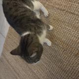 Photo de chat trouvé à Saugnac Et Cambran