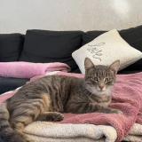 Photo de chat trouvé à Lamagistere