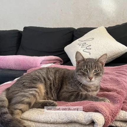 Photo 1/1 Chat retrouvé Trouvé à Lamagistere