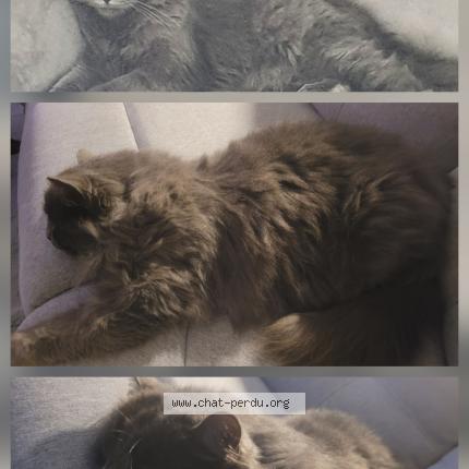 Photo 1/1 Chat retrouvé Perdu à Arelaune En Seine