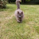 Photo de chat perdu à Saint Jean Des Echelles