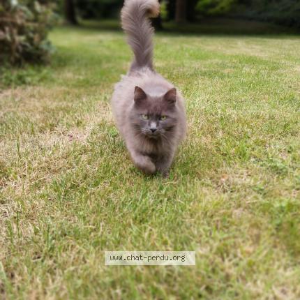 Photo 1/1 Guizmo Chat perdu à Saint jean des echelles