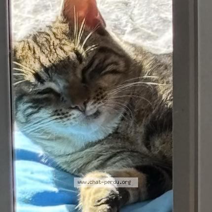 Photo 1/1 Chat retrouvé Perdu à Chatonnay