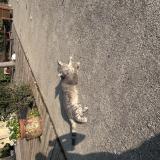 Photo de chat perdu à Sigean