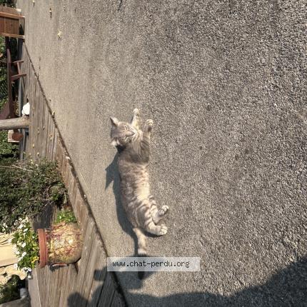 Photo 1/1 Olive Chat perdu à Sigean