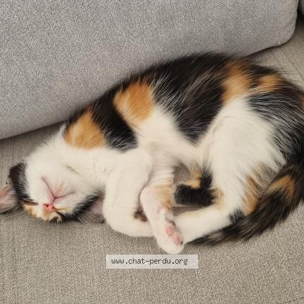 Photo 1/1 Ariel Chat perdu à Mirepeix