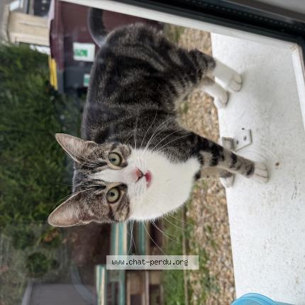 Photo 1/1 Chat retrouvé Trouvé à Vaires Sur Marne