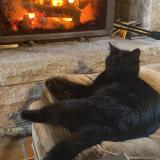 Photo de chat perdu à Plouzane