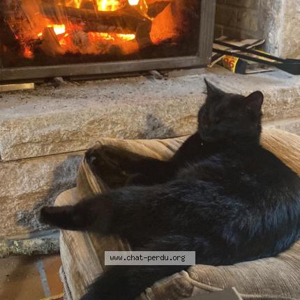 Photo 1/1 Mamdou Chat perdu à Plouzane