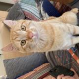 Photo de chat perdu à White Salmon