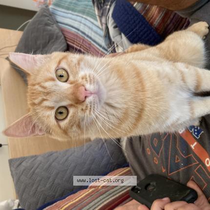 Photo 1/1 Frankie Chat perdu à White salmon