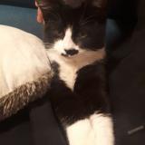 Photo de chat trouvé à Serent