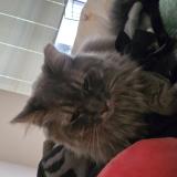 Photo de chat perdu à Wisconsin Rapids