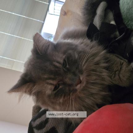 Photo 1/1 Yuki Chat perdu à Wisconsin rapids