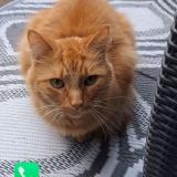 Photo de chat perdu à Libercourt
