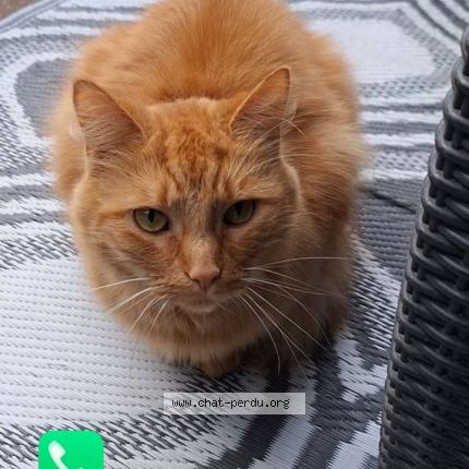 Photo 1/1 Rouquin Chat perdu à Libercourt