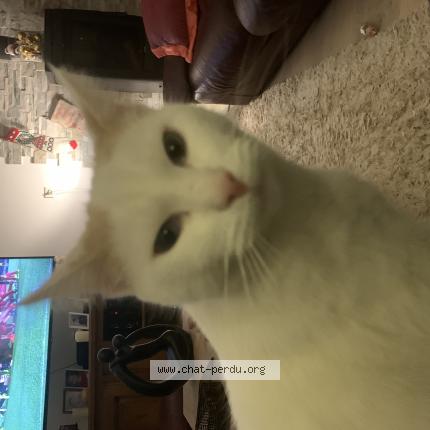 Photo 1/1 SYLVIE FILLASTRE Chat perdu à Lafox