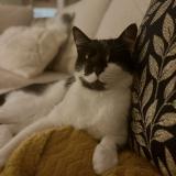 Photo de chat perdu à Rebigue