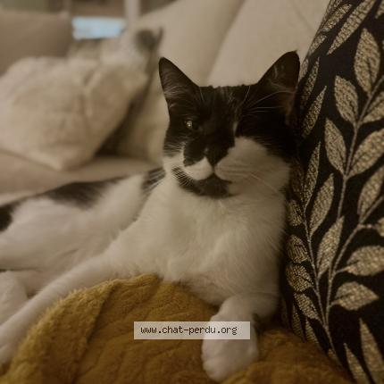 Photo 1/1 Oreo Chat perdu à Rebigue
