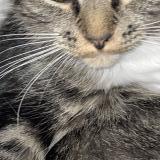 Photo de chat trouvé à Halifax