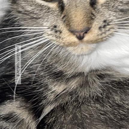 Photo 1/1 Chat trouvé Trouvé à Halifax