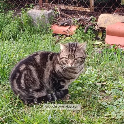 Photo 1/1 Chat retrouvé Perdu à Toulouse