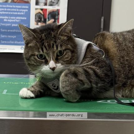 Photo 1/1 Milo Chat perdu à Laval