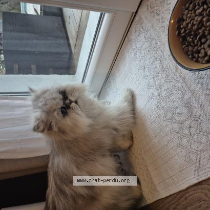 Photo 1/1 Chat retrouvé Trouvé à Salleboeuf