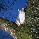 Photo de chat perdu à Le Change