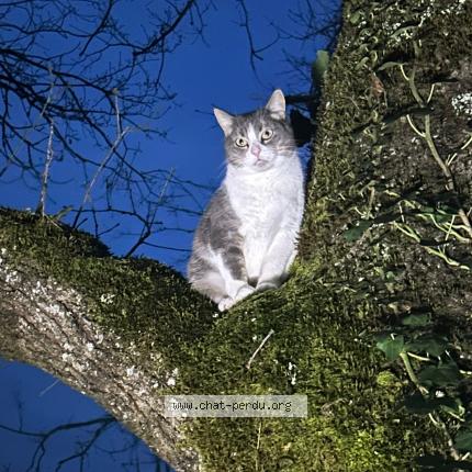 Photo 1/1 Meï Chat perdu à Le change