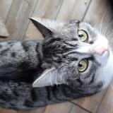 Photo de chat trouvé à Salome