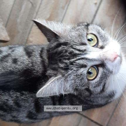 Photo 1/2 Chat trouvé Trouvé à Salome