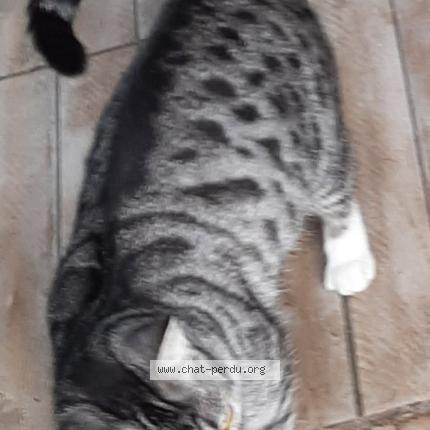 Photo 2/2 Chat trouvé Trouvé à Salome