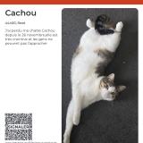 Photo de chat perdu à Reze