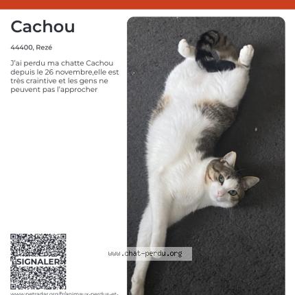 Photo 1/1 Cachou Chat perdu à Reze