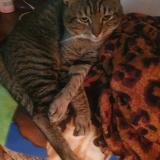 Photo de chat perdu à Pretoria