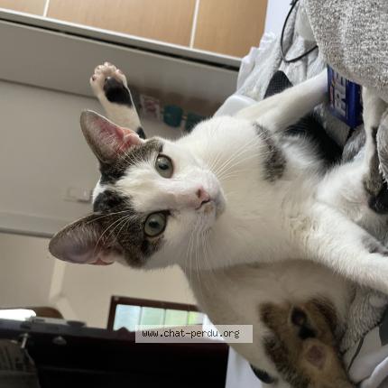 Photo 1/1 Chat retrouvé Perdu à Verviers