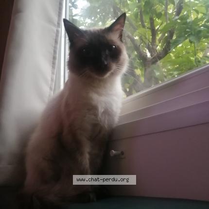 Photo 1/1 Stella Chat perdu à Fontes