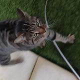 Photo de chat trouvé à Ambares Et Lagrave