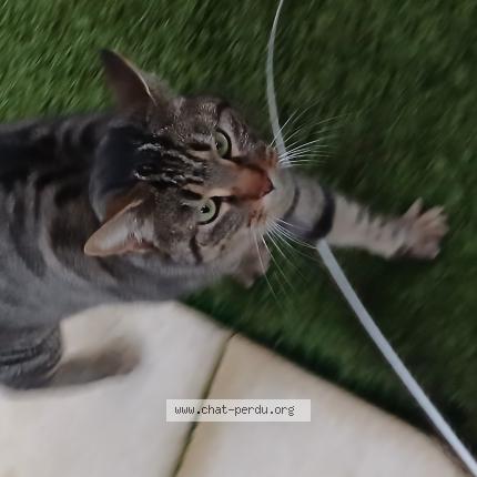 Photo 1/1 Chat retrouvé Trouvé à Ambares et lagrave