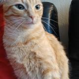 Photo de chat perdu à Orvault