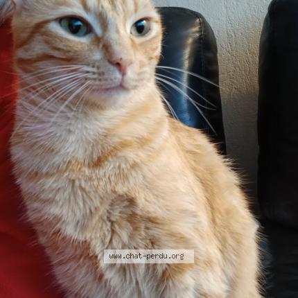 Photo 1/1 UNO Chat perdu à Orvault