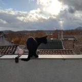 Photo de chat perdu à Gardanne