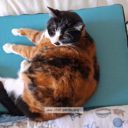 Photo 2/2 Pandora Chat perdu à Vannes