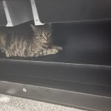 Photo de chat perdu à Saint Georges Sur Moulon