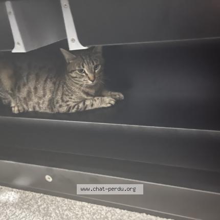 Photo 1/1 Milo Chat perdu à Saint georges sur moulon