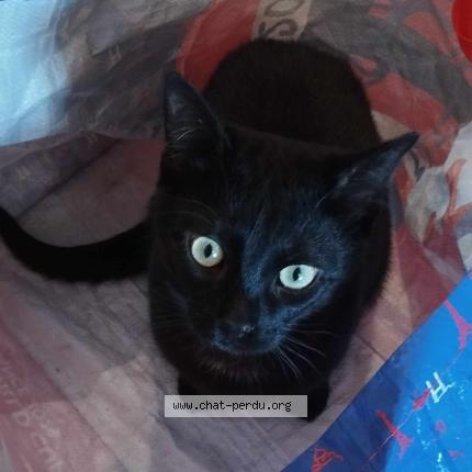 Photo 1/1 Chat retrouvé Perdu à Lachapelle aux pots