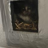 Photo de chat trouvé à Viuz En Sallaz